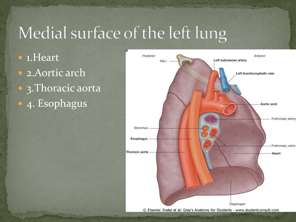 PPT - Pleura and Lungs PowerPoint Presentation - ID:1931660