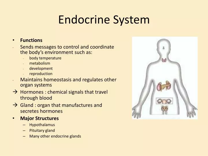 PPT - Endocrine System PowerPoint Presentation, free download - ID:1932083