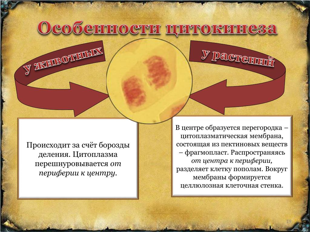 Формирование ядер цитокинез. Цитокинез. Процесс цитокинеза. Цитокинез у растений и животных. Цитокинез – деление цитоплазмы происходит в:.