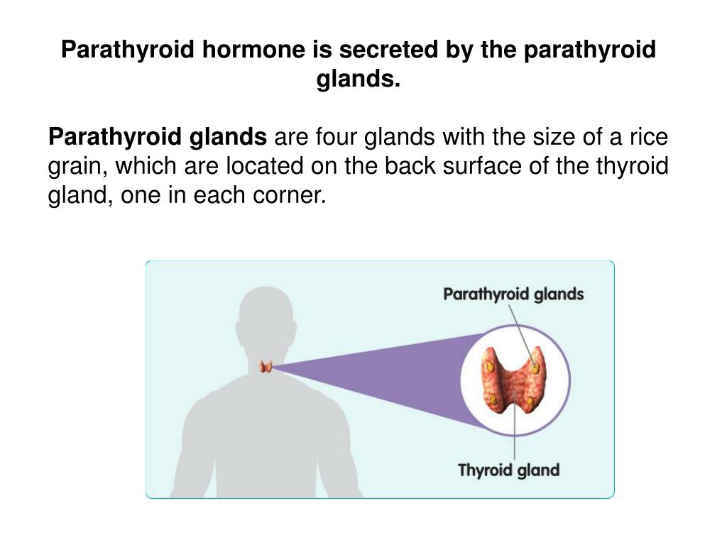 PPT Parathyroid Gland & Calcium Metabolism PowerPoint