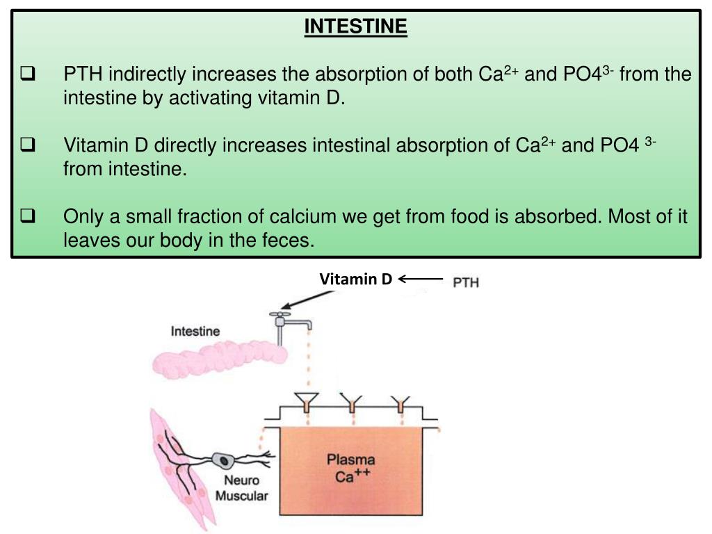 PPT Parathyroid Gland & Calcium Metabolism PowerPoint