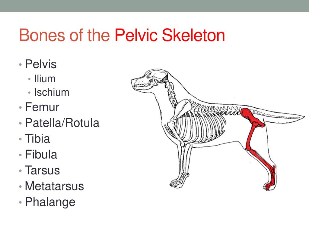 PPT - Small Animal Skeletal Systems PowerPoint Presentation, free