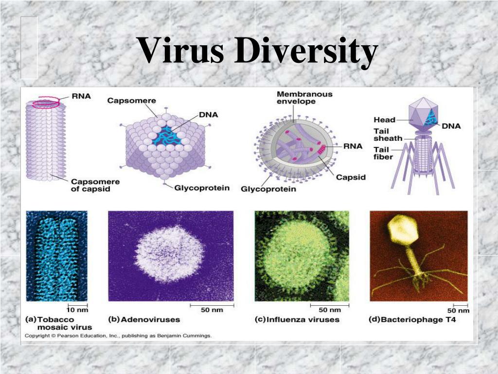 Общие признаки вирусов биология 5 класс