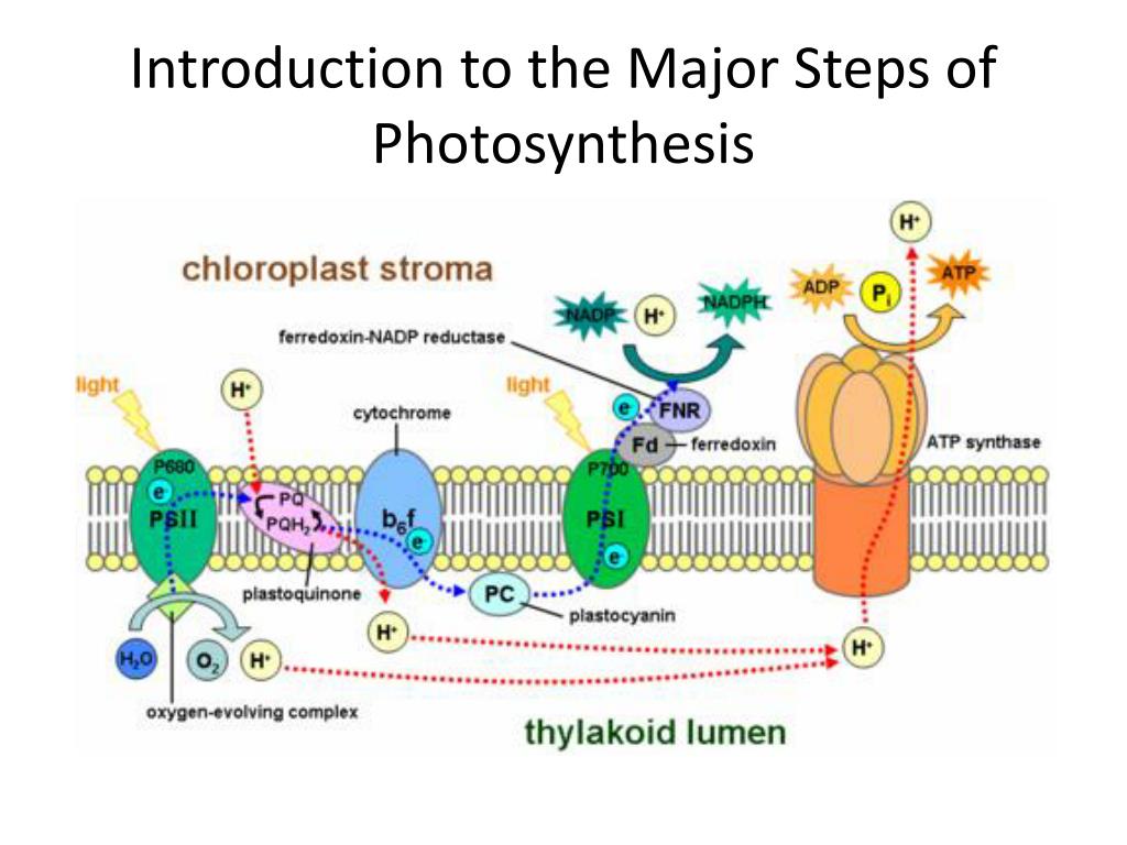 PPT Photosynthesis PowerPoint Presentation Free Download ID 1933160 ppt-photosynthesis-powerpoint-presentation-free-download-id-1933160