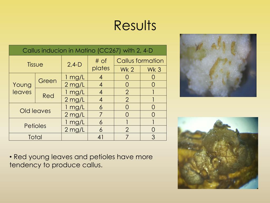 PPT - In vitro callus induction in important cacao cultivars PowerPoint ...