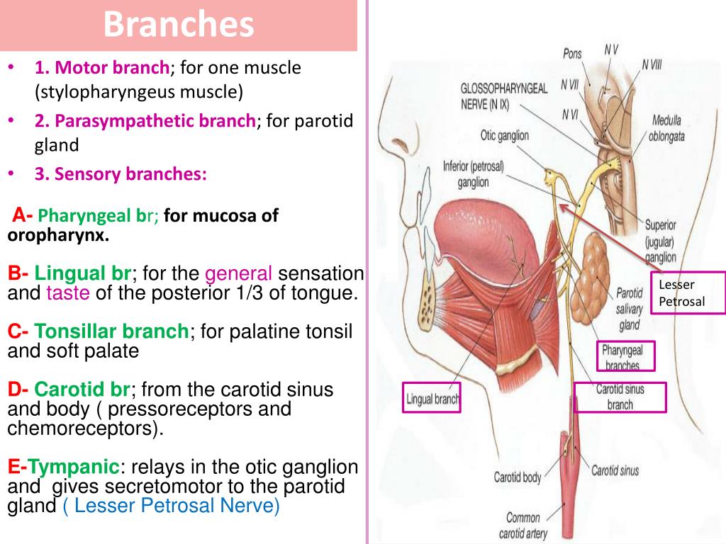inferior pharyngeal constrictor cranial nerve 9 inferior pharyngeal constrictor cranial nerve 9