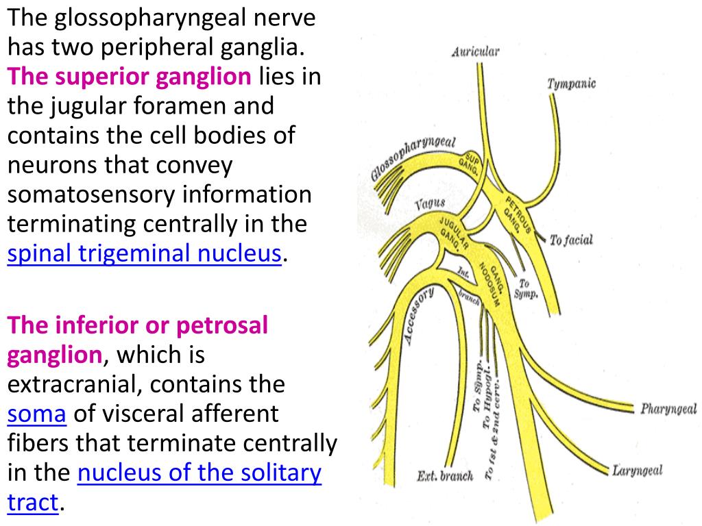 PPT - Glossopharyngeal and Vagus nerves PowerPoint Presentation, free