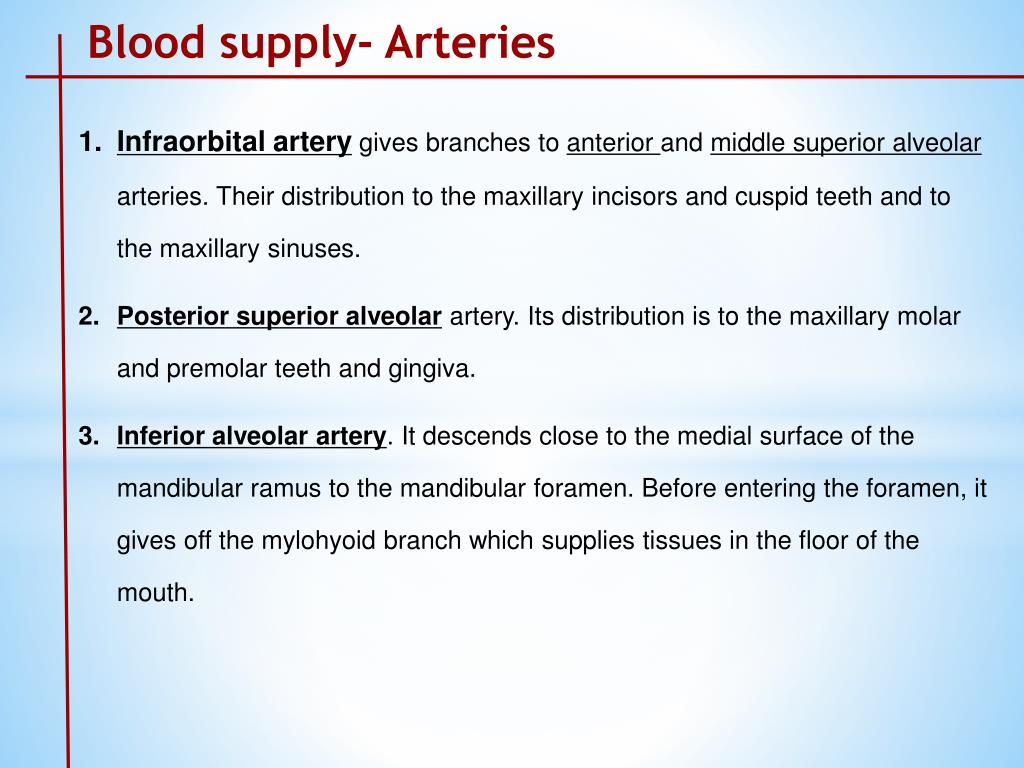 PPT - Arterial Supply of head and Neck PowerPoint Presentation, free ...