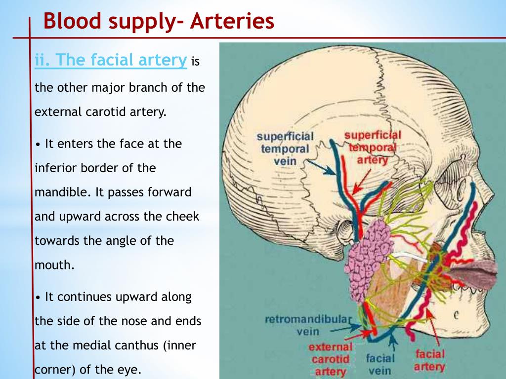 PPT - Arterial Supply of head and Neck PowerPoint Presentation, free ...