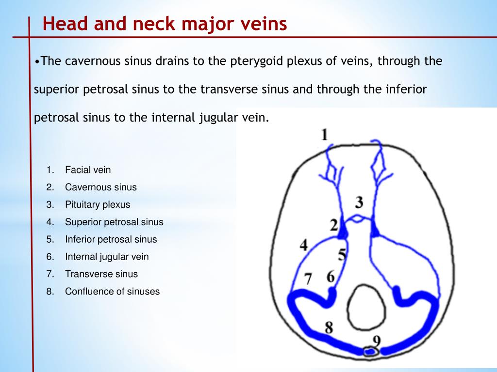 PPT - Arterial Supply of head and Neck PowerPoint Presentation, free ...