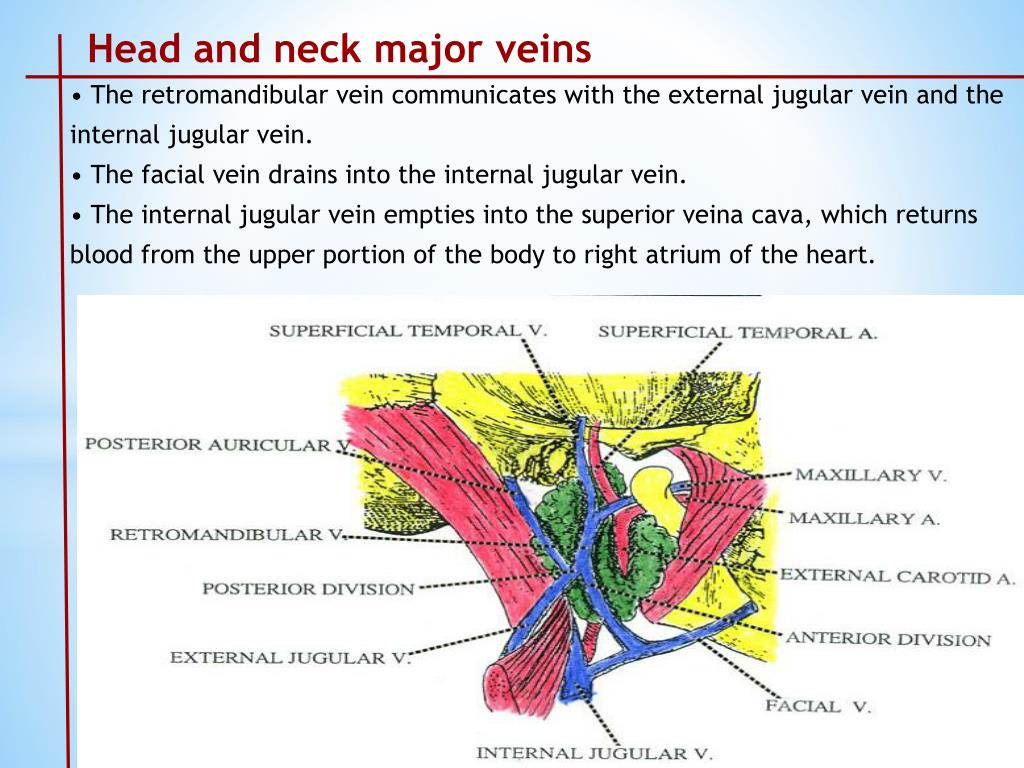 PPT - Arterial Supply of head and Neck PowerPoint Presentation, free ...