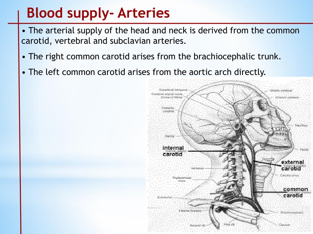 PPT - Arterial Supply of head and Neck PowerPoint Presentation, free ...