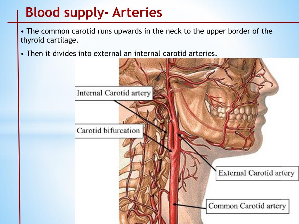 Сонная артерия где на руке. Уровень бифуркации общей сонной артерии. Бифуркация сонной артерии. Бифуркация наружной сонной артерии. Бифуркация общей сонной артерии располагается на уровне.