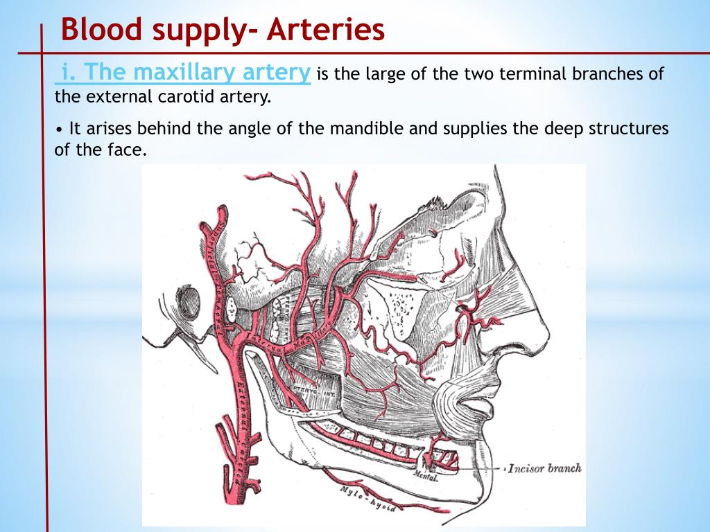 PPT - Arterial Supply of head and Neck PowerPoint Presentation, free ...