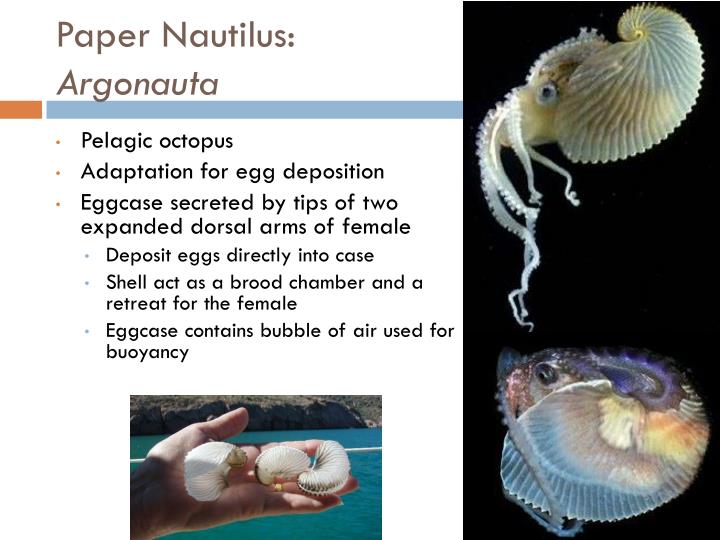 paper nautilus The paper nautilus is actually not a proper shell at all, but is the egg case of the argonaut octopus the argonaut is a pelagic creature, which means it. paper nautilus The paper nautilus is actually not a proper shell at all, but is the egg case of the argonaut octopus the argonaut is a pelagic creature, which means it.