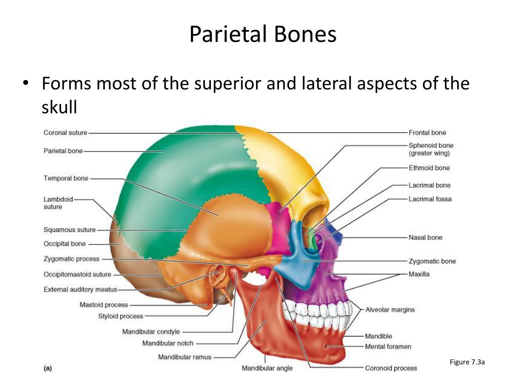 PPT The Axial Skeleton PowerPoint Presentation Free Download ID PPT The Axial Skeleton PowerPoint Presentation Free Download ID