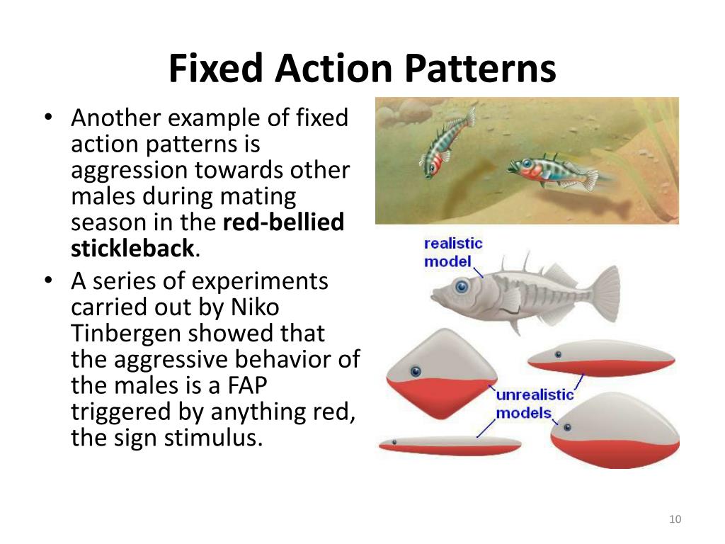 PPT Ethology is the scientific study of animal behavior, and a sub