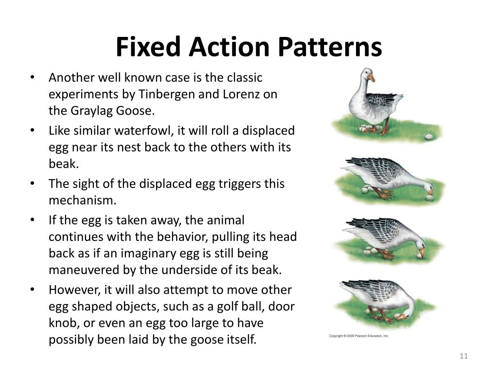 PPT Ethology is the scientific study of animal behavior, and a sub