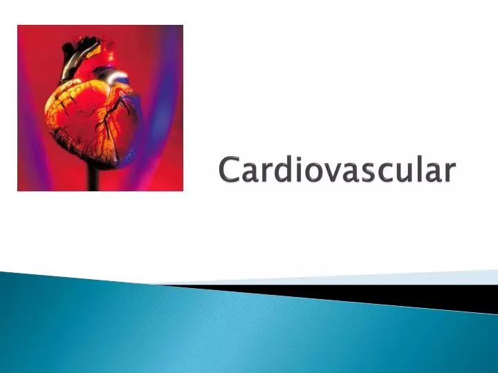 cardiovascular n.