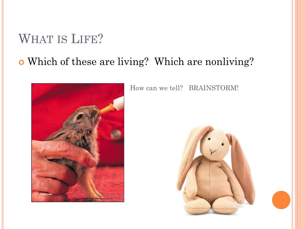 PPT - Biology—The Study of Life PowerPoint Presentation, free download ...