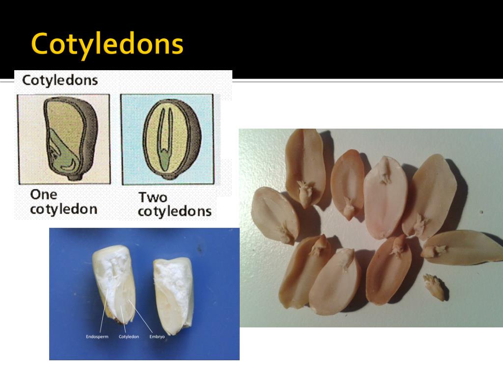 PPT Lesson 1 Characteristics And Needs Of Plants PowerPoint 