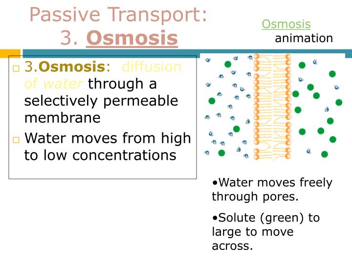 diffusion across permeable membrane What drives diffusion of water across a semi-permeable membrane and what is a semi-permeable membrane. diffusion across permeable membrane What drives diffusion of water across a semi-permeable membrane and what is a semi-permeable membrane.