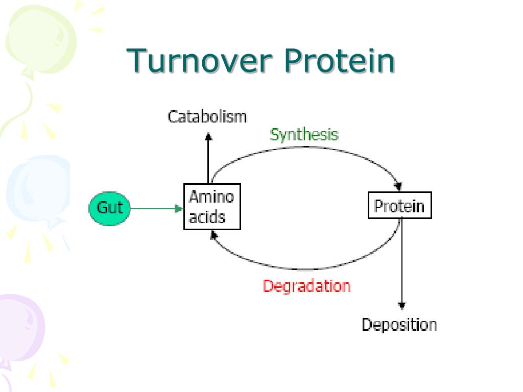 protein turnover involves
