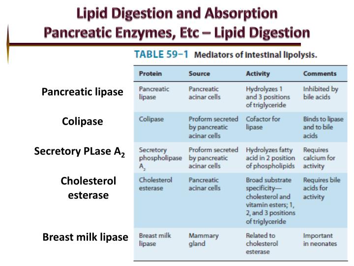 PPT - Digestion and Absorption Proteins and Lipids PowerPoint