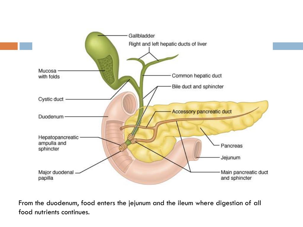 В двенадцатиперстную кишку открываются протоки печени. Желчный пузырь и поджелудочная железа. Сфинктеры поджелудочной железы. Поджелудочная железа желчный пузырь анатомия. 12 Перстная кишка и поджелудочная железа.