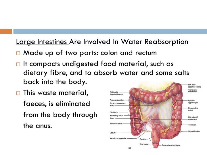 does the large intestine absorb water