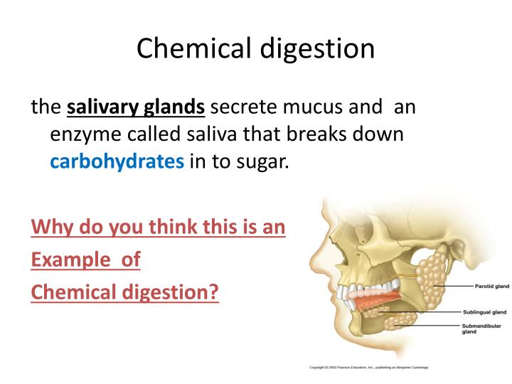 ppt mechanical vs chemical digestion powerpoint presentation id chemical digestion