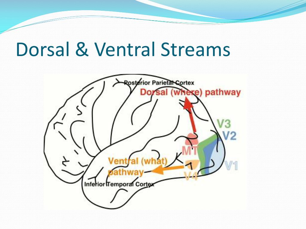 PPT Ch 6 The Visual System Pt 3 PowerPoint Presentation Free PPT Ch 6 The Visual System Pt 3 PowerPoint Presentation Free