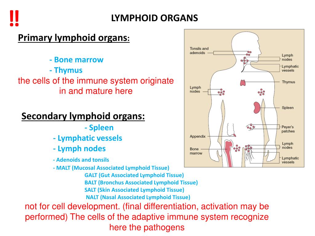 May activate. Organs of the immune System. Lymphoid Organs. Иммунная система на английском. Malt система иммунология.