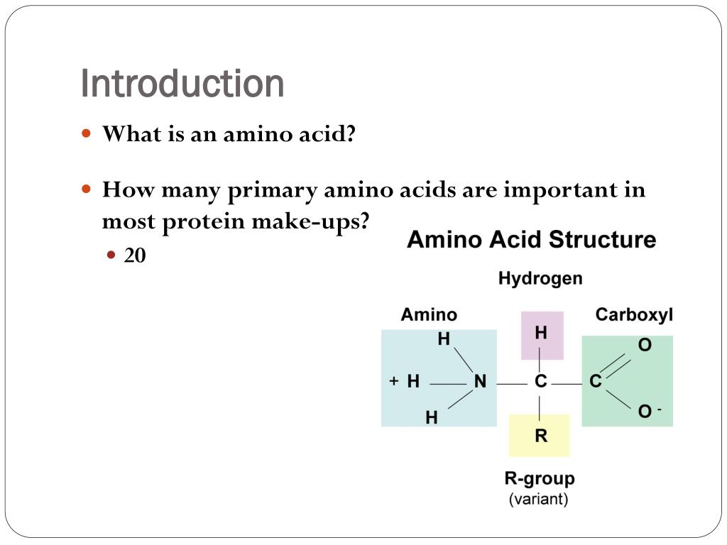 PPT Protein and Amino Acids PowerPoint Presentation, free download ID1936601
