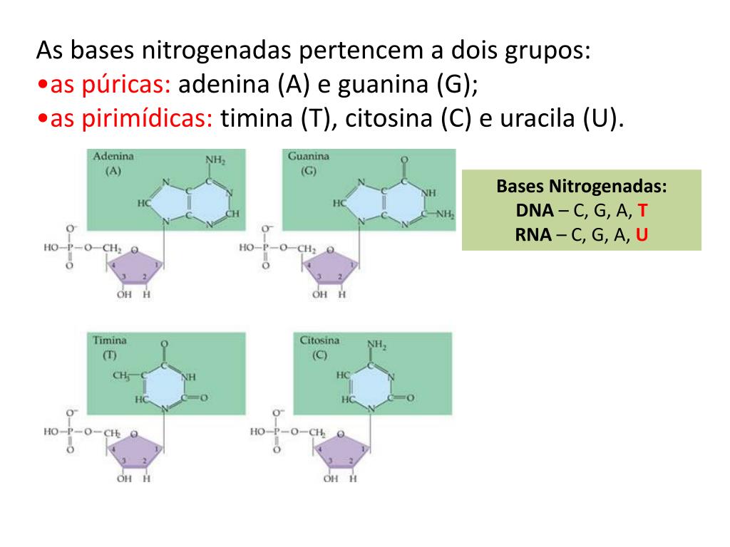 PPT ÁCIDOS NUCLEICOS (DNA e RNA) PowerPoint Presentation, free