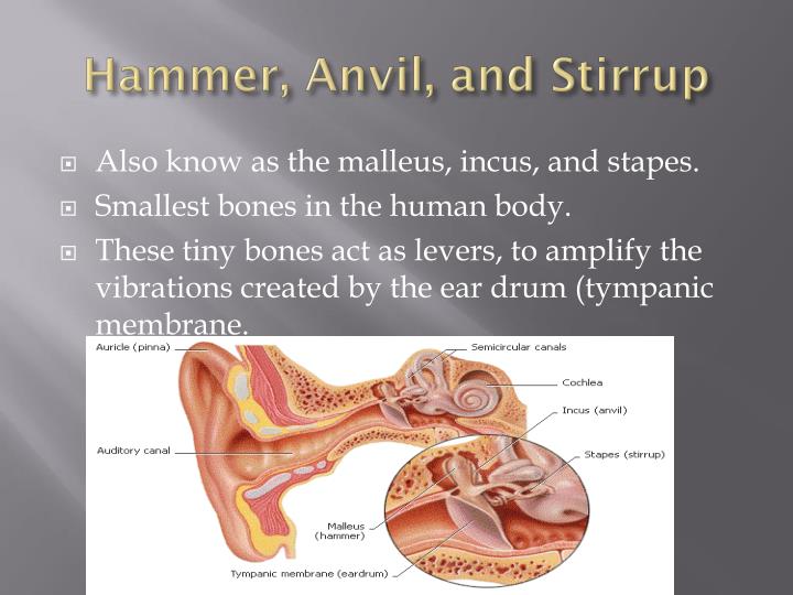 PPT - The Human Sensory System PowerPoint Presentation - ID:1937106