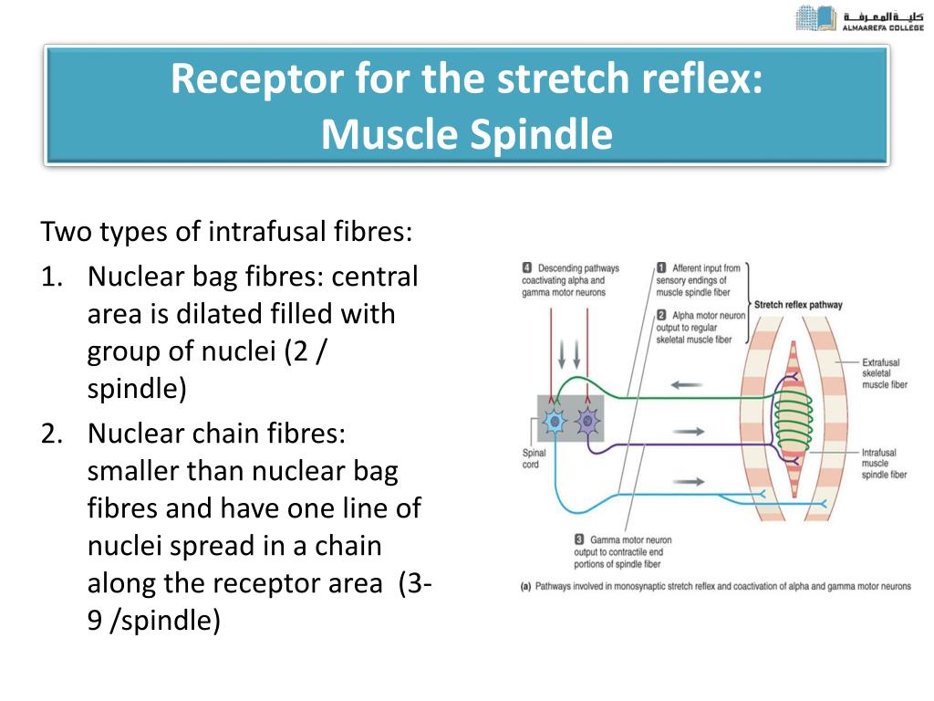Spinal Cord Reflexes PowerPoint Presentation, free download Biology Diagrams
