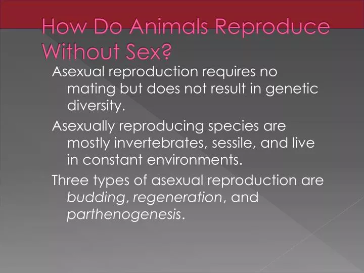 PPT - How Do Animals Reproduce Without Sex? PowerPoint Presentation, free download - ID:1937169 PPT - How Do Animals Reproduce Without Sex? PowerPoint Presentation, free download - ID:1937169