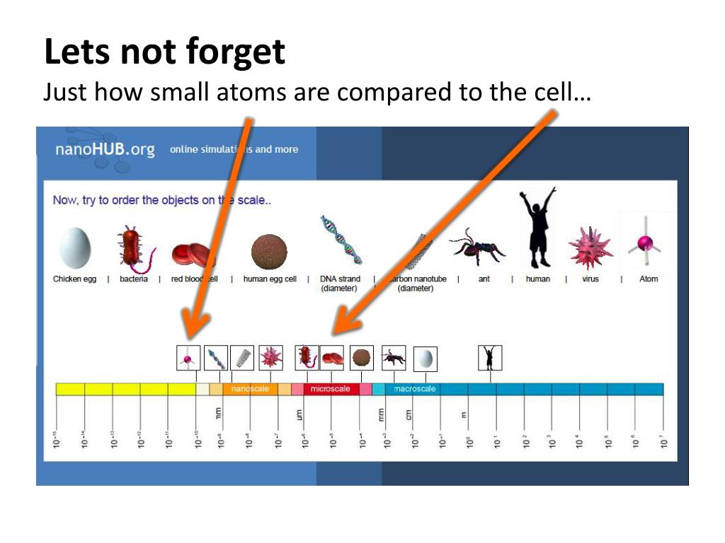 Is An Atom Smaller Than A Cell PPT - Protein Synthesis PowerPoint Presentation, free download - ID:1937416