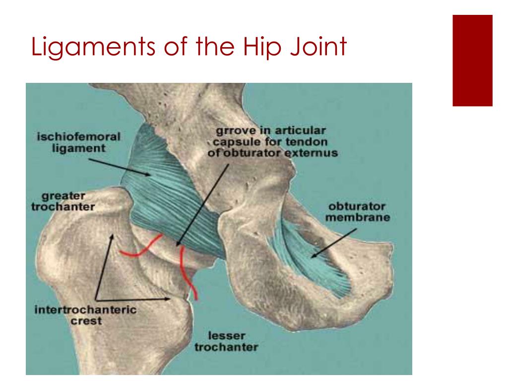 PPT The Hip Region PowerPoint Presentation, free download ID 1937593