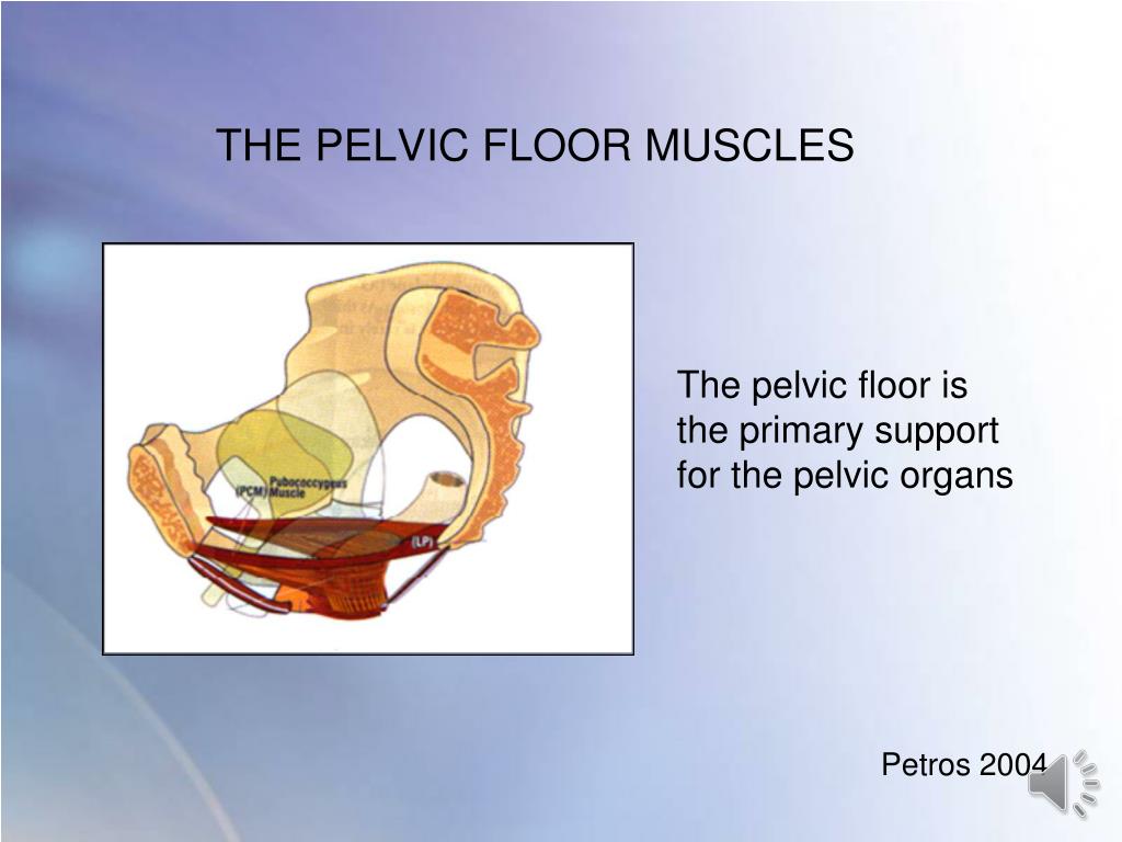 Pelvic Floor Anatomy PPT Biology Diagrams