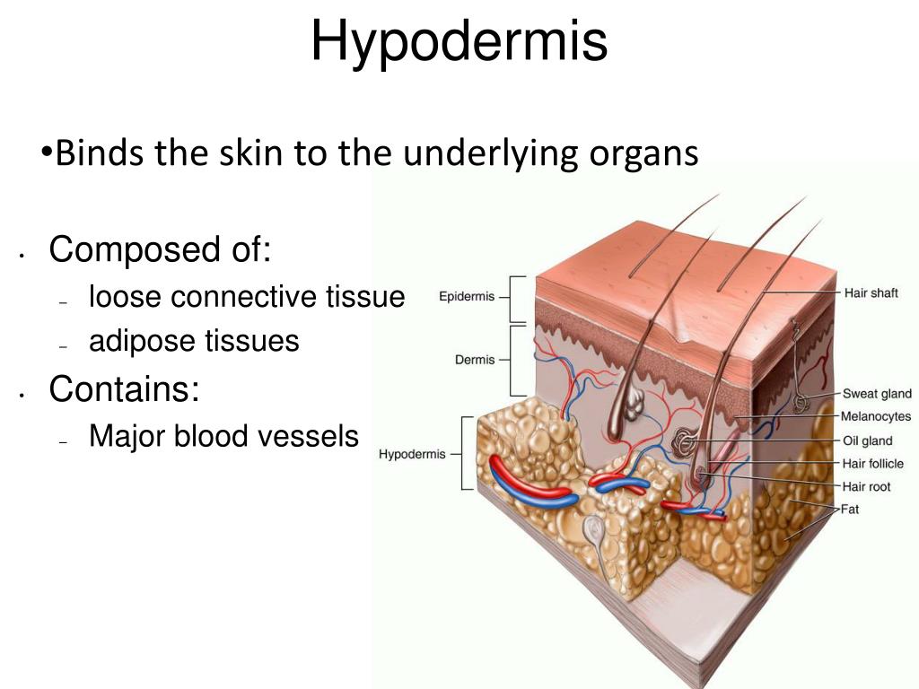 PPT - Integumentary System PowerPoint Presentation, free download - ID