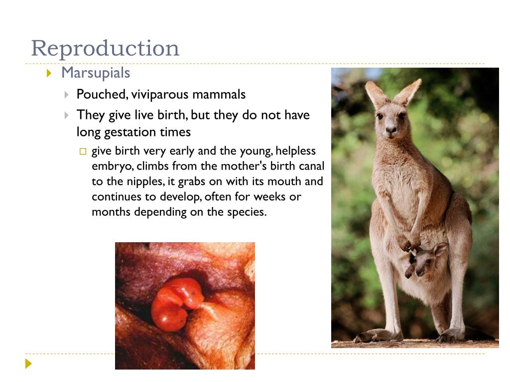 PPT Mammals PowerPoint Presentation Free Download ID 1938065