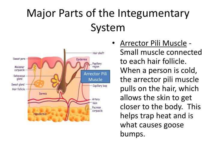 ppt the integumentary system powerpoint presentation parts of integumentary system