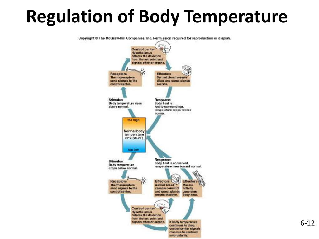 PPT - Regulation of Body Temperature PowerPoint Presentation, free download  - ID:1938158