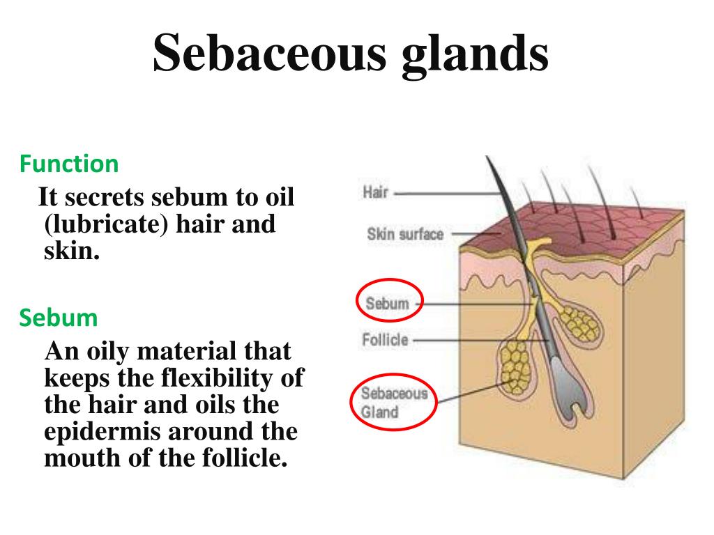 sebaceous glands.