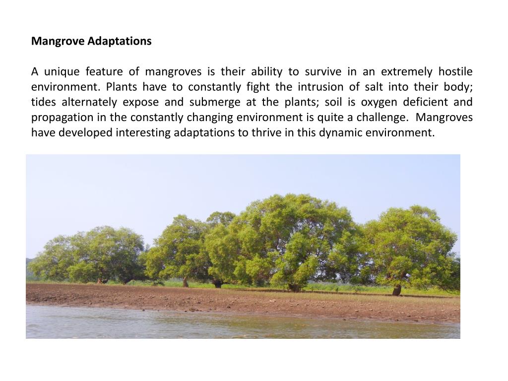 Anfänglich Theseus Algebraisch mangrove tree adaptations geh zur Arbeit ...