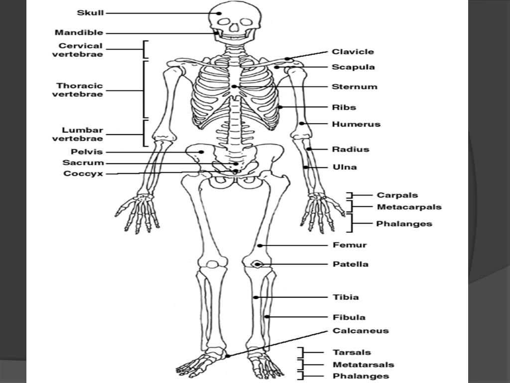 PPT - The Skeletal system PowerPoint Presentation, free download - ID