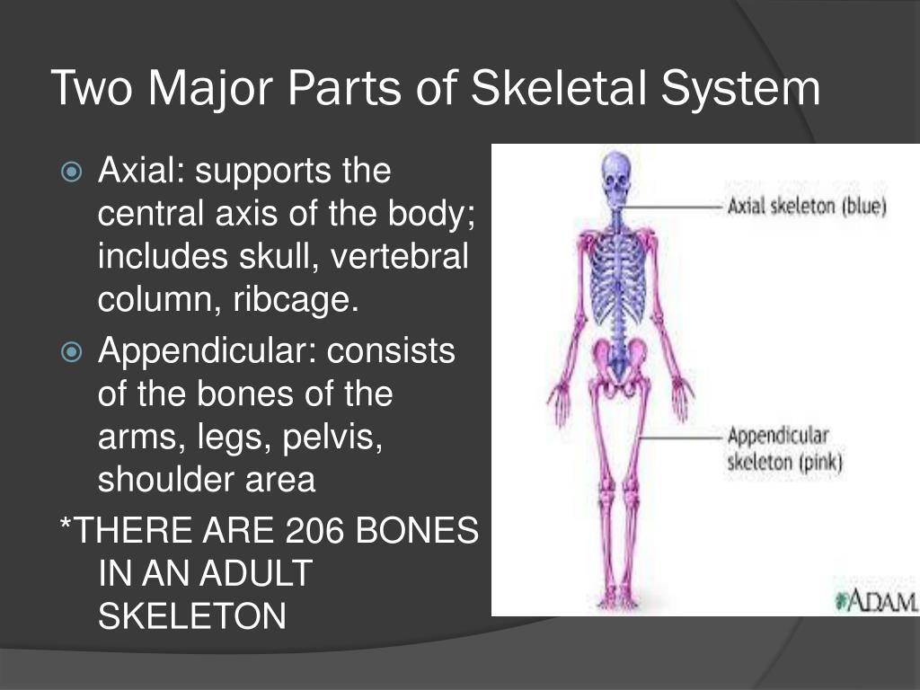 PPT - The Skeletal system PowerPoint Presentation, free download - ID