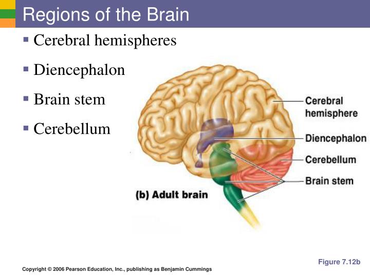 regions of the brain Large regions of the brain much of the cerebrum is involved in the processing of somatic sensory and motor information as well as all conscious thoughts and intellectual functions the outer cortex of the cerebrum is composed of gray matter . regions of the brain Large regions of the brain much of the cerebrum is involved in the processing of somatic sensory and motor information as well as all conscious thoughts and intellectual functions the outer cortex of the cerebrum is composed of gray matter .